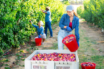 European woman farmer bulking freshly picked plums from bucket into the grey plastic crate at garden © JackF