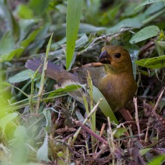Small bird gathering small branches and food.