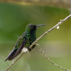 Fototapeta premium green hummingbird on a branch 