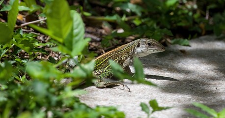 Lizard hiding behind leaves.