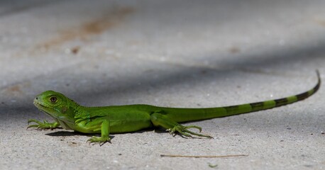 green baby iguana 