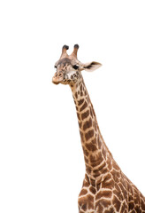 Long neck and head of giraffe isolated cutout on transparent
