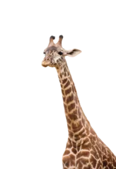 Gordijnen Long neck and head of giraffe isolated cutout on transparent © Julia