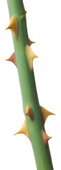 rose plant spikes, aka thorns or prickles, sharp, pointed structures that grow along the stems of plants, close-up macro view isolated background