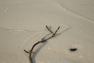 Dead Branch on the Beach