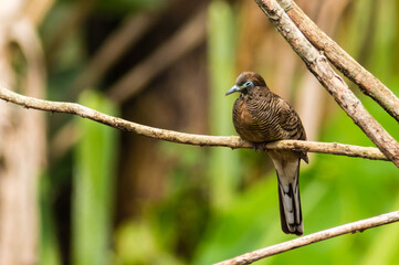 Sleepy Dove