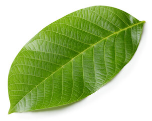 Walnut leaves isolated
