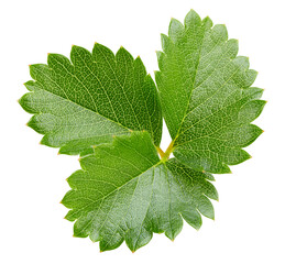 Strawberries leaves isolated