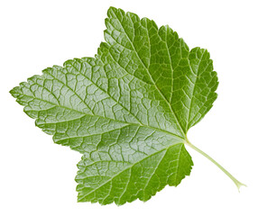 Currant leaves isolated