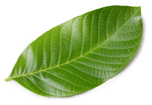 Walnut leaves isolated