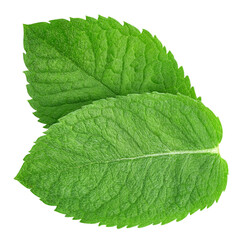 Mint leaves isolated