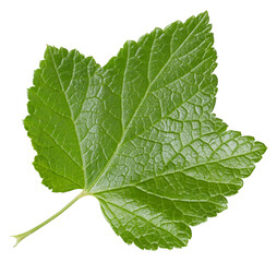 Currant leaves isolated