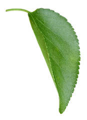 Obraz premium Apricot leaves isolated on white