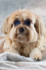 Havanese dog with sunglasses looking at camera