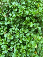 green leaves background