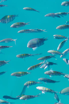 peixes nadando no mar. Cardume de peixes coloridos. 