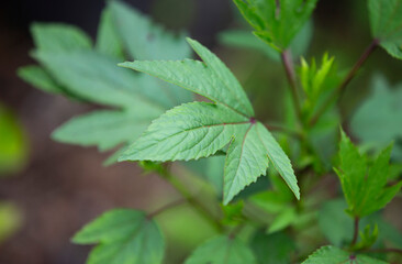  plant in the garden, closeup of green leaves