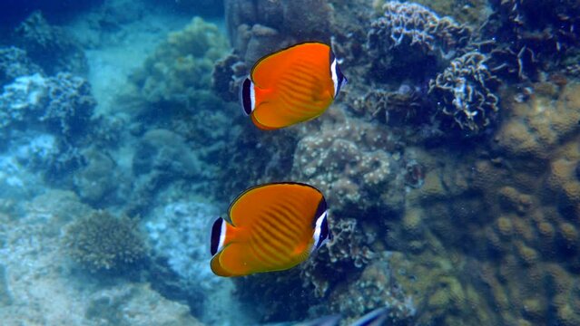 Bright yellow butterflyfish gracefully swim in water. Underwater life in ocean. Concept of Exotic marine wildlife and nature.