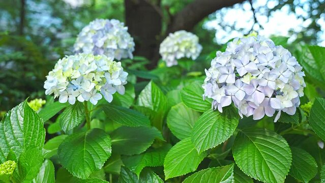 beautiful hydrangea in a park
