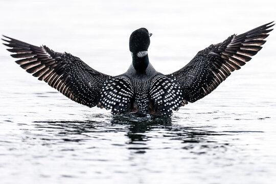 A Common Loon bird spreading it wings in Togiak, alaska - Powered by Adobe