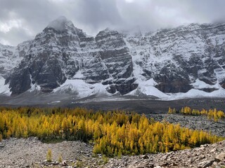 Yellow larch trees by snowy rocky mountains in autumn in Larch Valley. The Canadian Rockies.  Banff National park. Albera. Canada