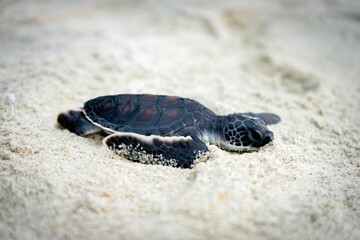 Baby sea turtle photography