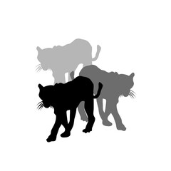 Fototapeta na wymiar vector silhouettes of three tigers in different colors