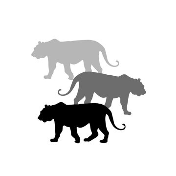 vector silhouettes of three tigers in different colors