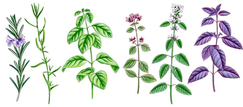 drawing wild thyme, oregano,rosemary, green and violet basil, tarragon and lemon balm , medicinal plants, aromatic herbs, hand drawn illustration