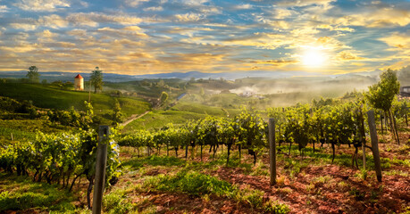 Fototapeta premium Vineyard at sunset. Generative AI