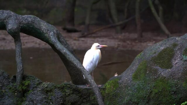Wild cattle egret, bubulcus ibis, a stocky heron species perching still on a rock covered in moss in a swampy wetland environment.