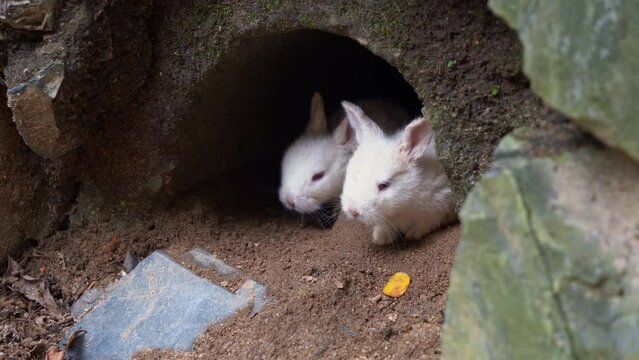A fluffle newborn bunnies hiding in the rabbit hole, peeking out from its snug burrow, a precious baby white rabbit with fluffy fur and curious red eyes explores the world with innocence and charm.