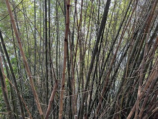 Large group of tall bamboo trees in the park with curved shape and dry stem
