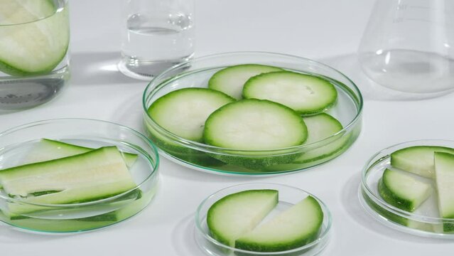 Various shapes of winter melon slices contained in some glass petri dishes, displayed with laboratory glassware. Winter melon (Benincasa hispida) is good for health