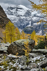 Rocks, mountinas and yellow larch trees in fall season in Banff National Park. Moraine Lake area. Alberta. Canada