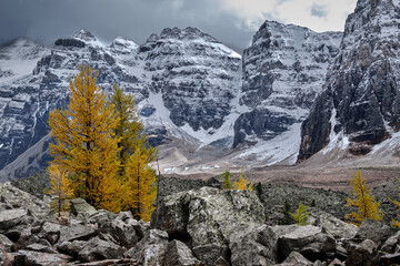 Rocks, mountinas and yellow larch trees in fall season in Banff National Park. Moraine Lake area. Alberta. Canada