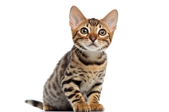 Side view of a Bengal cat sitting and looking at the camera, isolated on white. Generative AI technology.