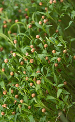 Healthy food concept, boxes with cilantro microgreens. Felt board with the words Growing Microgreens.