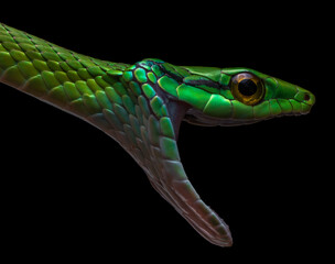 close up of a green snake