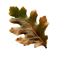 Naklejka na ściany i meble autumn oak leaf, generative ai
