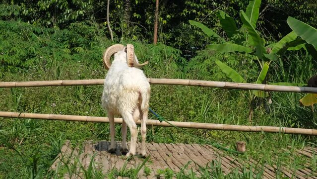 Indonesian sheeps with big horns in a grass farm