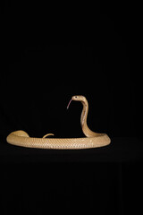 naja sputatrix sumatranus