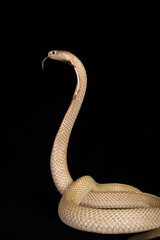 naja sputatrix sumatranus