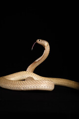 naja sputatrix sumatranus