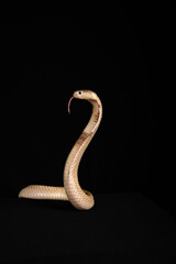 naja sputatrix sumatranus