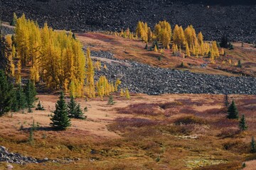 Vibrant autumn colors. Red grass and yellow trees under blue sky  in Cathedral Lakes Park. Ocanagan. Keremeos. British Columbia. Canada