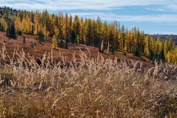 Vibrant autumn colors. Red grass and yellow trees under blue sky  in Cathedral Lakes Park. Ocanagan. Keremeos. British Columbia. Canada
