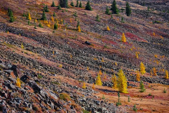Vibrant autumn colors. Red grass and yellow trees under blue sky  in Cathedral Lakes Park. Ocanagan. Keremeos. British Columbia. Canada