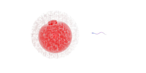  A human egg and a sperm swimming towards it to fertilize it. Illustration image with a transparent background. A 3D illustration of an egg surrounded by a white translucent zone and quietly glowing r