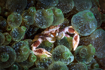 Obraz na płótnie Canvas A porcelain crab finds safety among the patterned green anemone in the clear waters of Raja Ampat, Indonesia